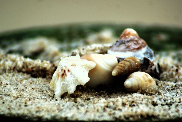 Shells